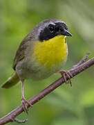 Common Yellowthroat