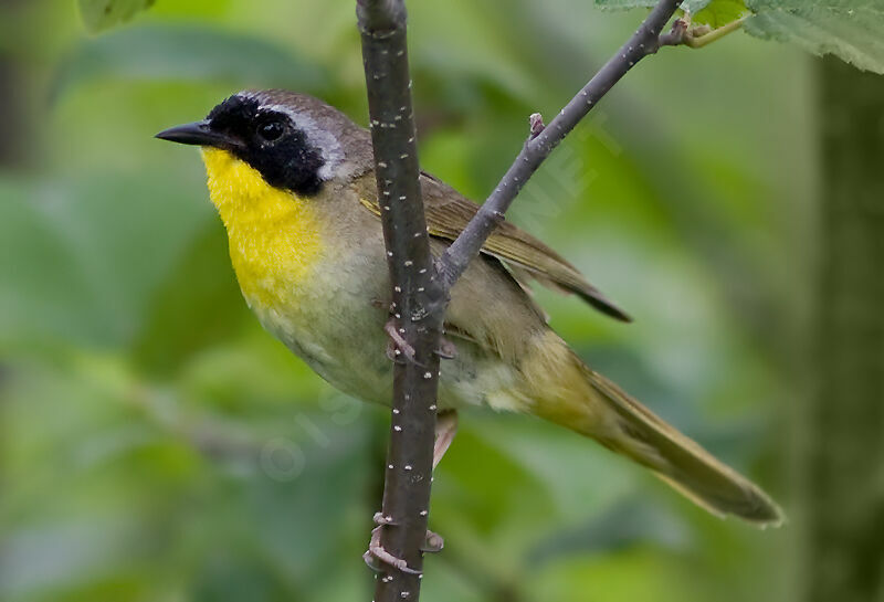 Common Yellowthroat, identification