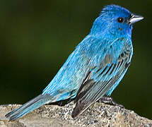 Indigo Bunting