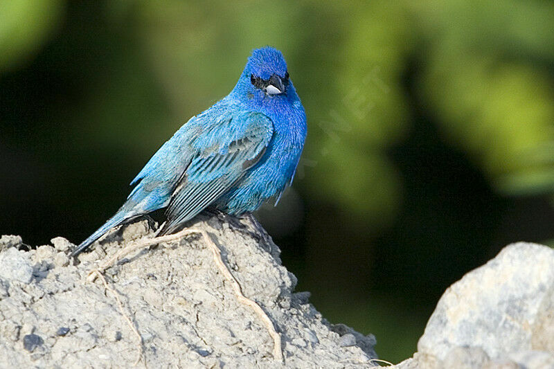 Passerin indigo