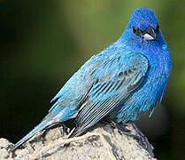 Passerin indigo