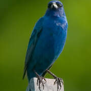 Indigo Bunting