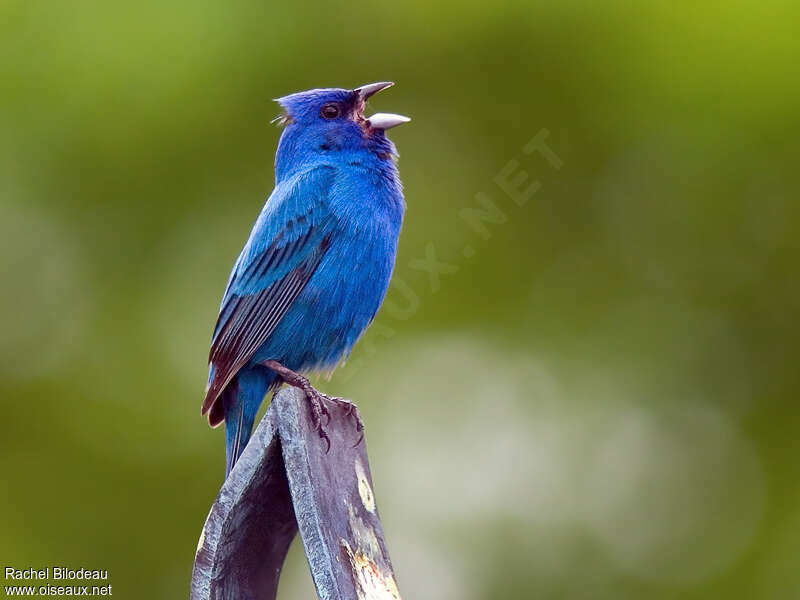 Indigo Bunting male adult breeding, song