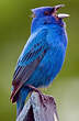 Passerin indigo