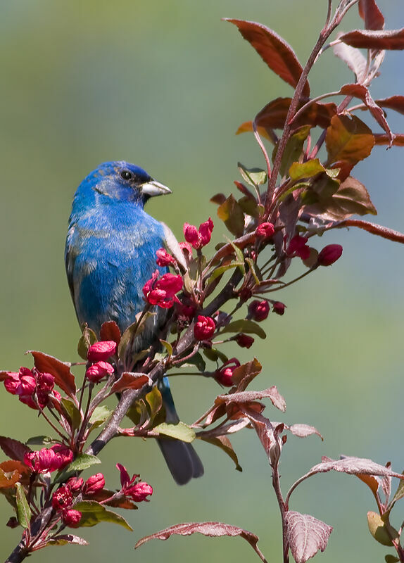 Indigo Buntingadult, identification