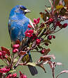 Passerin indigo