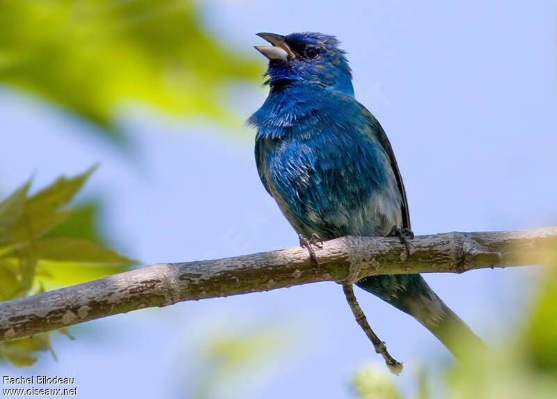 Passerin indigo mâle adulte, chant