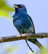 Indigo Bunting