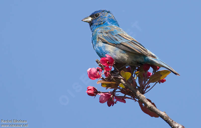 Passerin indigo mâle adulte transition, identification