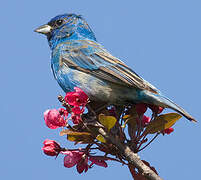 Indigo Bunting