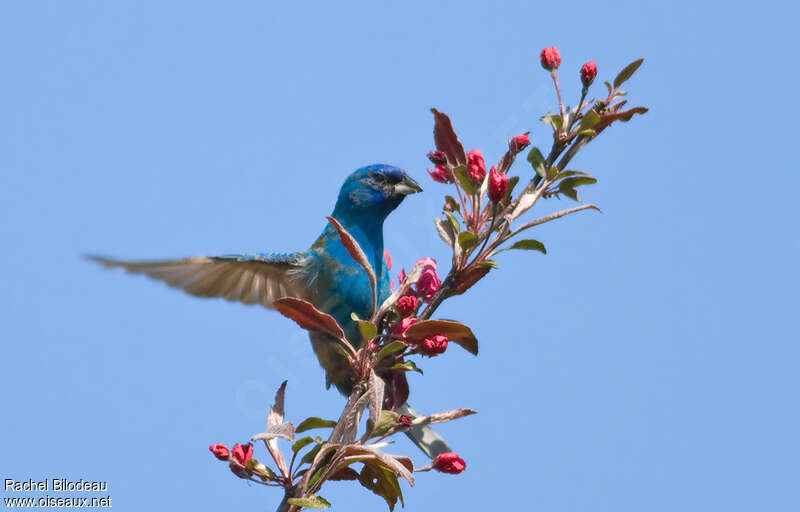 Indigo Bunting male adult, habitat, pigmentation, Flight, Behaviour