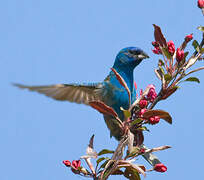 Passerin indigo