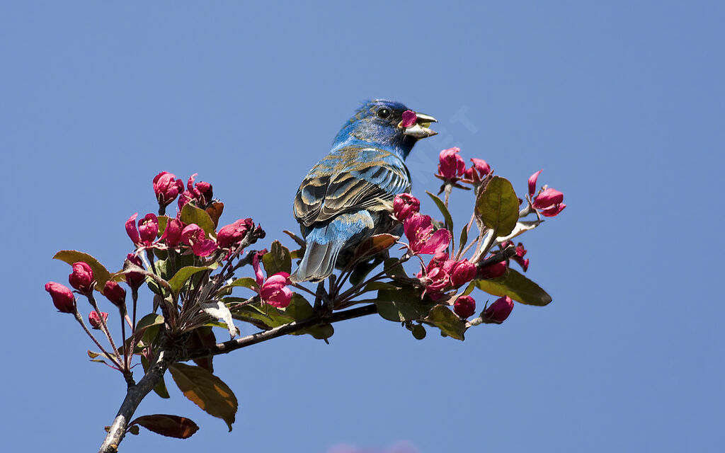 Passerin indigo, identification, Comportement