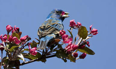 Passerin indigo