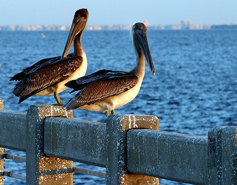 Brown Pelican