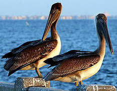 Brown Pelican