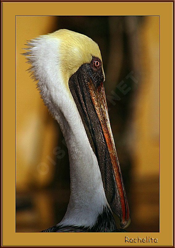 Brown Pelican