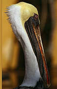 Brown Pelican