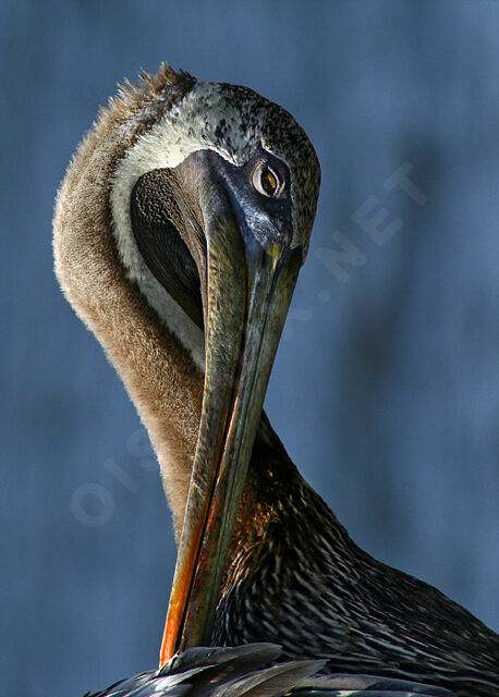 Brown Pelican