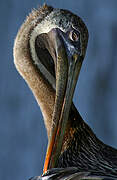 Brown Pelican