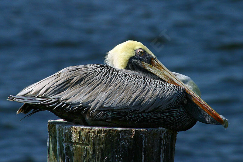 Brown Pelican