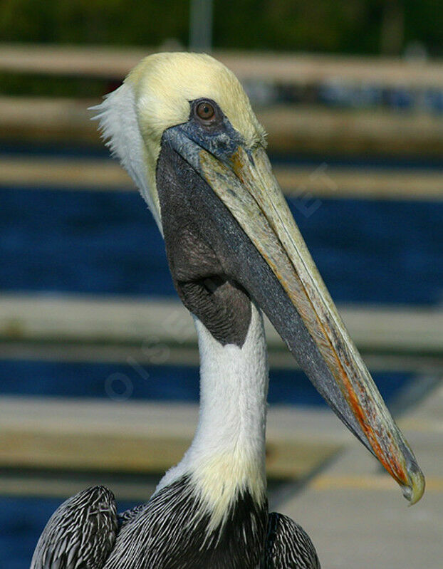 Brown Pelican