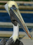 Brown Pelican