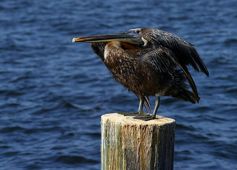 Brown Pelican