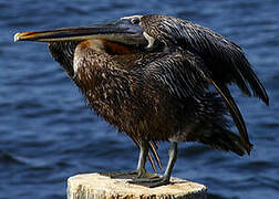 Brown Pelican