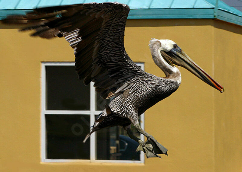 Brown Pelican