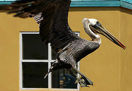 Brown Pelican