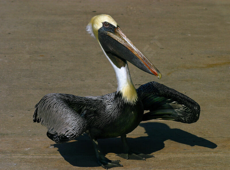 Brown Pelican