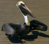 Brown Pelican