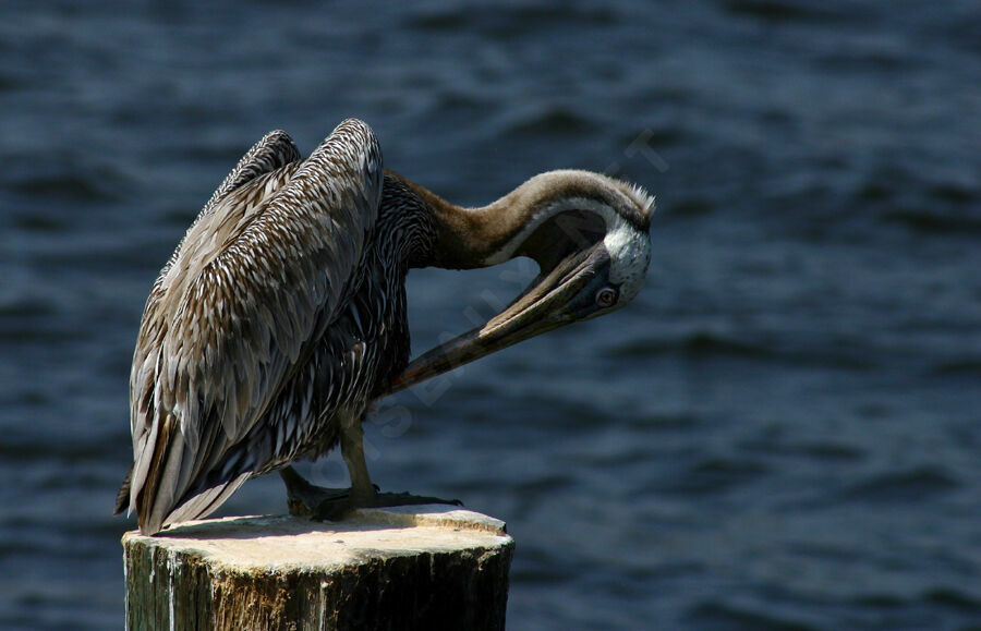 Brown Pelican