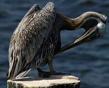 Brown Pelican