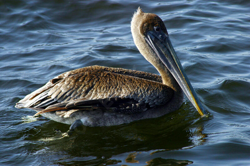 Brown Pelican