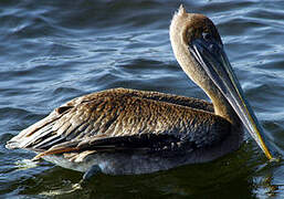 Brown Pelican