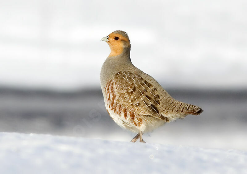 Grey Partridge