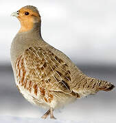 Grey Partridge