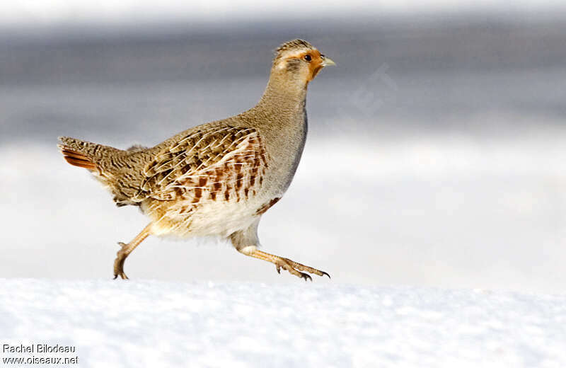 Grey Partridgesubadult, walking