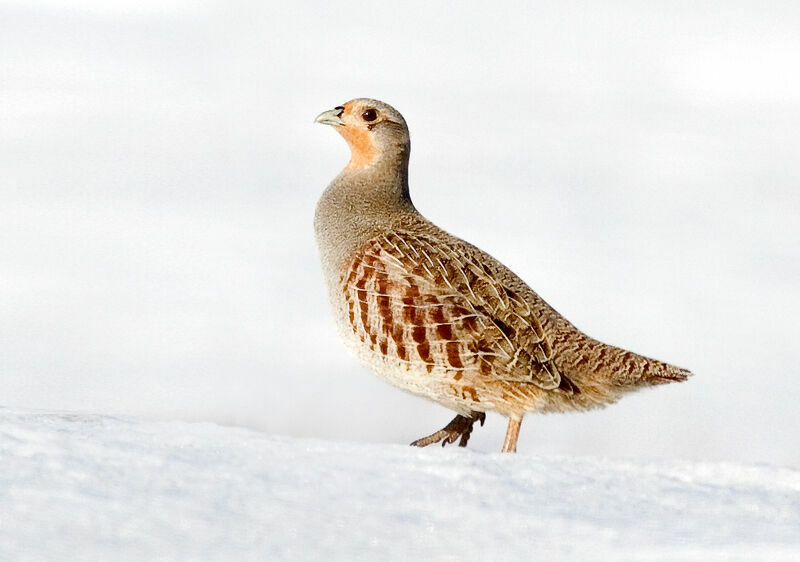 Grey Partridge