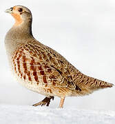 Grey Partridge