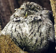 Eastern Screech Owl