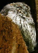 Eastern Screech Owl