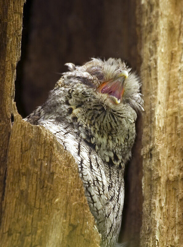 Eastern Screech Owl female adult