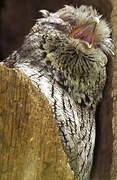 Eastern Screech Owl