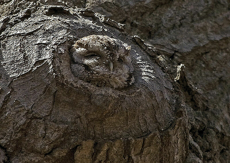 Eastern Screech Owl male adult