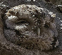 Eastern Screech Owl