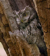 Eastern Screech Owl