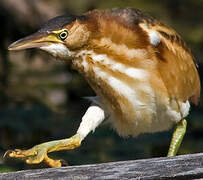 Least Bittern